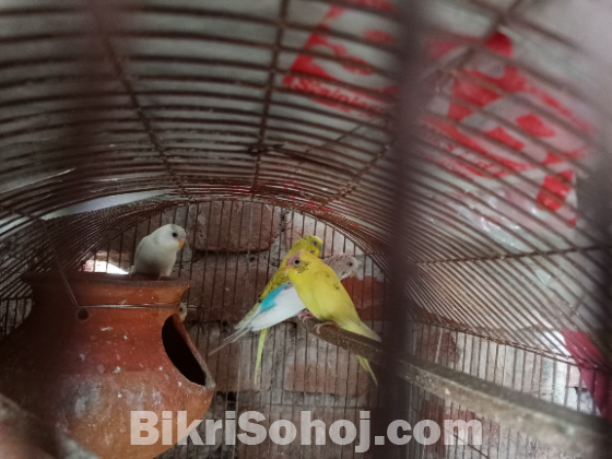বাজিগর পাখি৷ ও কবি তোর